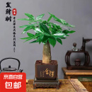 【带盆高度约15-25cm】发财树盆栽室内植物客厅办公室吸甲醛好养 单杆发财树+塑料四方舍得盆+小方底座 花盆直径约8cm