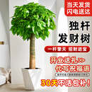 植男植女发财树盆栽客厅室内好养大型落地绿植办公室公司开业乔迁源头直发