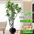 临雅百合竹客厅绿植盆栽高端室内真花四季好养植物1.5m圆球盆源头直发