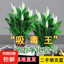 【热销款】白掌一帆风顺盆栽水培植物室内花绿植红掌发财树吸甲醛 【店主推荐】特级白掌6-8株带花+早安盆+营养液