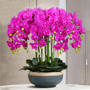 元族【2小时达】大花蝴蝶兰盆栽兰花鲜花同城配送父母长辈生日礼物 【幸福美满】12株紫色蝴蝶兰盆栽（花盆样式随机））