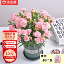 沭之美康乃馨盆栽母亲节礼物观花植物桌面绿植粉色+0.5加仑盆 源头直发