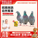 杨博士皖南鸽子肉 单只净重350g及以上*3只装 林鸽土鸽生鲜源头直发