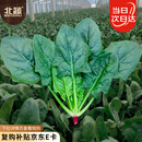 北蔬 大叶菠菜种子种苗红根秋四季蔬菜种籽 卓脆红根大叶菠菜种子10g