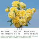 天狼月季庭院阳台盆栽玫瑰蔷薇好养花卉新手推荐耐寒耐热绿植花苗 醉千山 1.2升