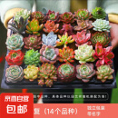 多肉植物组合3-5厘米卷好盆栽耐干旱好养新手基地玉露绿植盆栽 【28棵多肉有名字】14个品种