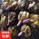 香水百合种球四季开花盆栽带花苞进口重瓣百合花球种子花苗鲜花卉 香水百合混色10球不含盆土