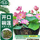 寿禾 水培碗莲种子苗荷花家庭办公室小盆栽 潍育寿艺开口碗莲种子30粒
