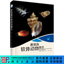 [按需印刷]黄渤海软体动物图志 科学出版社