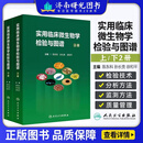 实用临床微生物学检验与图谱 上下册 陈东科 病原微生物技术方法病原体流行病学分析病毒细菌真菌医院感染 人民卫生出版社