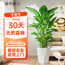 植男植女天堂鸟盆栽客厅室内好养大型落地真绿植办公室植物鹤望兰源头直发
