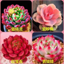 多肉植物精选图片品种发货照图办公室室内阳台桌面图片品种指定品 蓝苹果+彩红+红宝石+吉娃娃+盆土