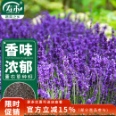 寿禾 薰衣草种子苗可盆栽种春夏花卉籽 鲜之吻法国薰衣草种子约6000粒