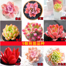 多肉植物精选图片品种发货照图办公室室内阳台桌面图片品种指定品 如图九颗【含彩方盆+营养土】