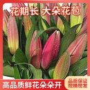 禾之润香水百合花鲜花云南昆明基地直发批鲜切家用水养插花 大头红美人香水百合15朵 关注店铺送进口营养液
