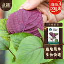 北蔬 紫苏种子种苗食用苏子叶蔬菜种籽 平叶紫苏(双色)种子5g约1200粒