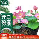 寿禾 水培碗莲种子苗荷花家庭办公室小盆栽 潍育寿艺开口碗莲种子30粒