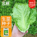 北蔬 生菜种子苗四季种生吃耐热耐抽薹菜籽 速翠1号生菜种子约5000粒