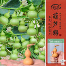 寿禾 手捻葫芦种子种苗特小文玩花草种籽 潍丰草里金手捻葫芦种子40粒