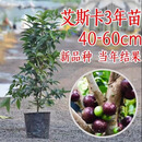 园绯嘉宝果苗树苗 树葡萄苗果树 艾斯卡沙巴四季红妃嘉宝果苗大树带果 艾斯卡3年高【40-60cm】
