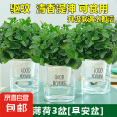 薄荷盆栽水培薄荷叶子新鲜可食用迷迭香驱蚊植物室内绿植花卉 【升级款3盆装】中盆薄荷（早安盆）