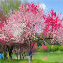 洒金碧桃花庭院观赏桃花桃树苗紫叶碧桃苗工程绿化苗紫叶桃风景树 客服定制尺寸专拍 其他