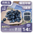 京鲜生 国产蓝莓 4盒 14mm+装125g/盒 生鲜水果 源头直发 包邮