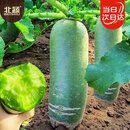 北蔬 冰糖脆水果萝卜种子苗生吃罗卜夏秋季菜籽 冰糖脆萝卜种子1000粒