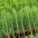 青意萱黑松小苗庭院黑松苗黑松树苗四季常青盆景植物松树苗 雪松30-40cm高  1000棵