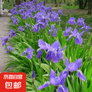 鸢尾花种根盆栽 鸢尾花花苗 蓝色鸢尾花大苗 庭院地栽 水生植物 蓝色鸢尾花 2000棵