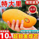 田良季广西金煌芒果特大芒大青玉水仙新鲜芒果凯特生鲜水果送礼品物盒 9斤装【蕞划算】净重8斤 甄选特级果【单果250-300g】