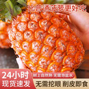 海南金钻凤梨 新鲜水果非菠萝 果园直发整箱包邮 【尝鲜】1粒装凤梨 单果500g起