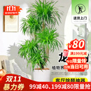 花财主大型盆栽绿植 柠檬树鸭脚木发财树天堂鸟绿植室内客厅大盆栽 多头龙血树1.3-1.5米【钻石盆 含盆