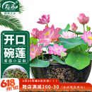 寿禾 水培碗莲种子苗荷花家庭办公室小盆栽 潍育寿艺开口碗莲种子30粒