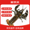 鲜京采【活鲜】波士顿龙虾波龙净重450-550g/只 保鲜不保活 源头直发