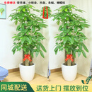 仙植缘【2小时同城配送】发财树盆栽天堂鸟龟背竹大型绿植开业乔迁植物 |约1.75米|一对步步高发财树|白瓷盆 专车送货 更快更好