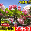 杭贤优质精选八棱海棠树种子怀来海棠苹果树嫁接砧木多年生观赏树种子 八棱海棠种子【5斤】