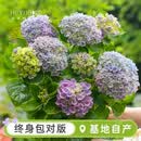 海蒂的花园绣球花苗盆栽阳台庭院别墅植物室内好养无尽夏大花易成活源头直发