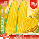 北蔬 水果甜玉米种子苗大棒超甜鲜食春季种籽 金甜13玉米种子100粒