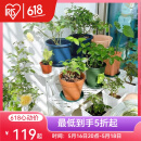 爱丽思（IRIS）花架塑料露台台阶花盆架子园艺用品阳台种菜盆支架花架落地式 FS760W白三层宽75*高60*进深54cm