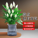 南国爱盆栽懒人好养绿植组合办公室内水培小盆栽花卉净化空气植物绿萝 特级白掌【吸水盆】+肥料