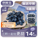 京鲜生 国产蓝莓 6盒14mm+装 125g/盒 生鲜水果 源头直发 包邮