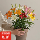 香水百合种球带芽四季开花室内外阳台多头百合耐寒好养 混色【带芽发货】 5个球（更便宜）
