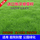 青上青进口草坪种子草籽四季常青矮生免修剪草种子绿化护坡草籽耐寒耐踏 狗牙根净籽1斤【耐热耐踏】