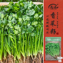 寿禾小叶香菜种子苗老品种四季盆栽菜籽 潍丰小叶香菜种子15g约2900粒