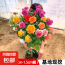 棒棒糖树桩月季花苗树状特大花朵四季开花花卉植物庭院玫瑰花树苗 【今日特惠混色】直径1.5-1.8.cm 不含盆