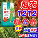 烟农1212高产小麦种子原种抗冻矮杆大穗耐阴雨不发霉新品种冬性麦 矮杆当季新种【一袋30斤】+拌种剂