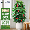 爱优尚八方来财鸭脚木客厅大型绿植盆栽室内吸甲醛乔迁发财树源头直发