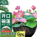 寿禾 水培碗莲种子苗荷花家庭办公室小盆栽 潍育寿艺开口碗莲种子30粒