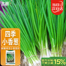 北蔬 四季小香葱种子小葱苗种苗家种盆栽菜种籽 四季小香葱种子1000粒